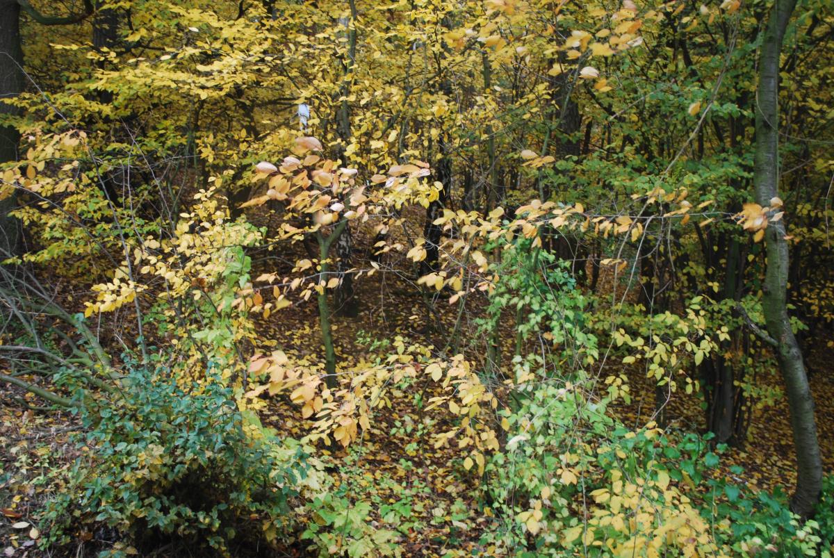 2012/10schody/1/DSC_0327.JPG